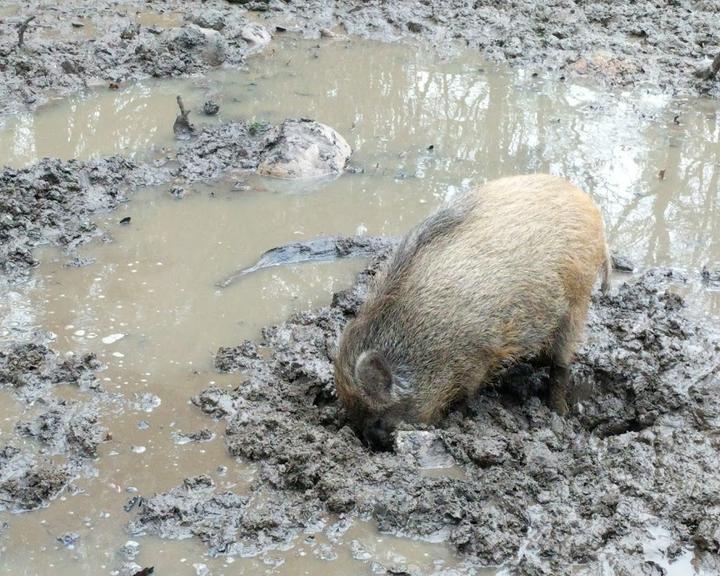 Wildpark-Restaurant Schwarze Berge